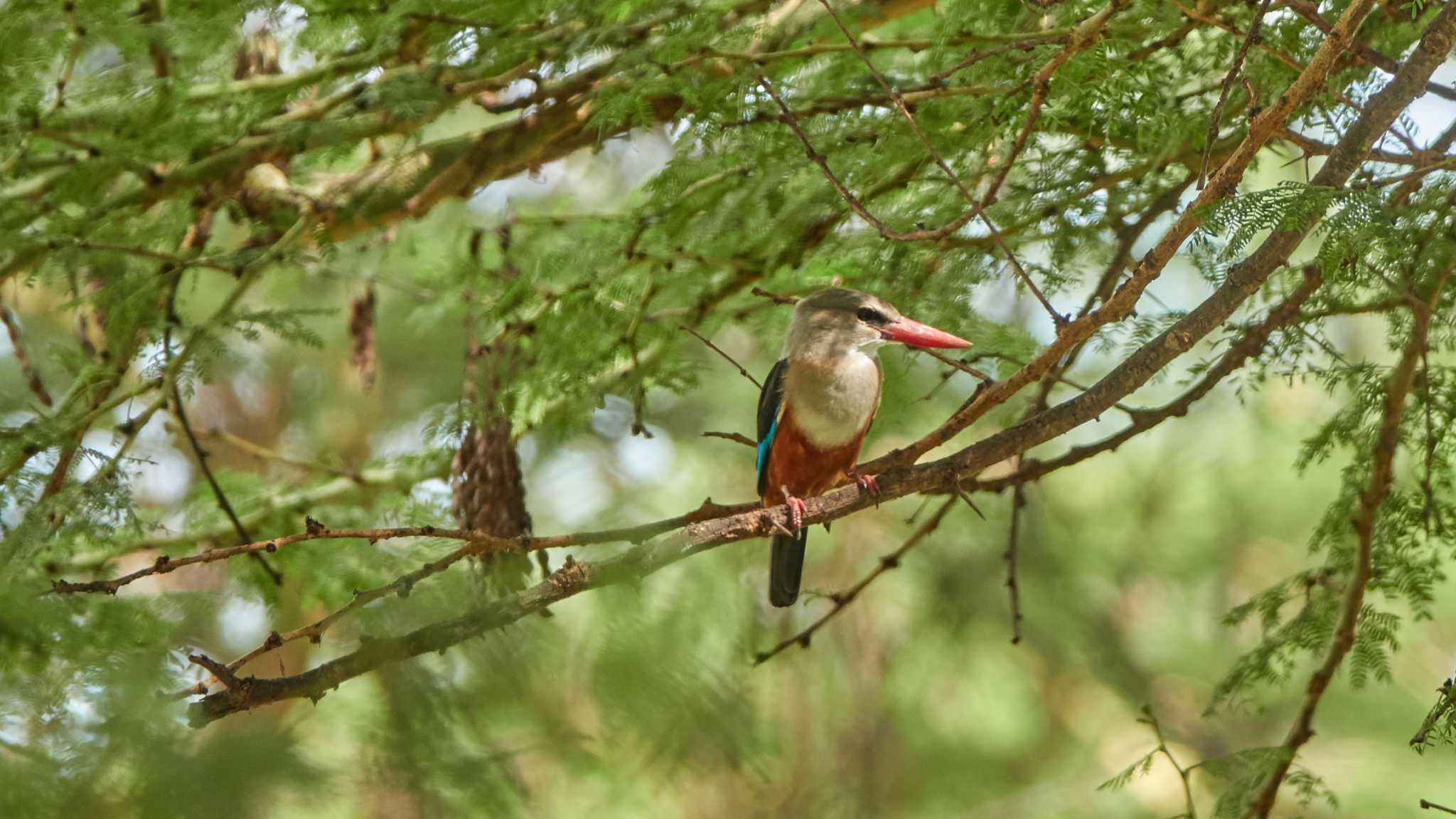 grey-headed kingfisher by 高橋秀典