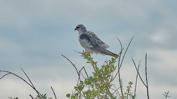 Little Sparrowhawk