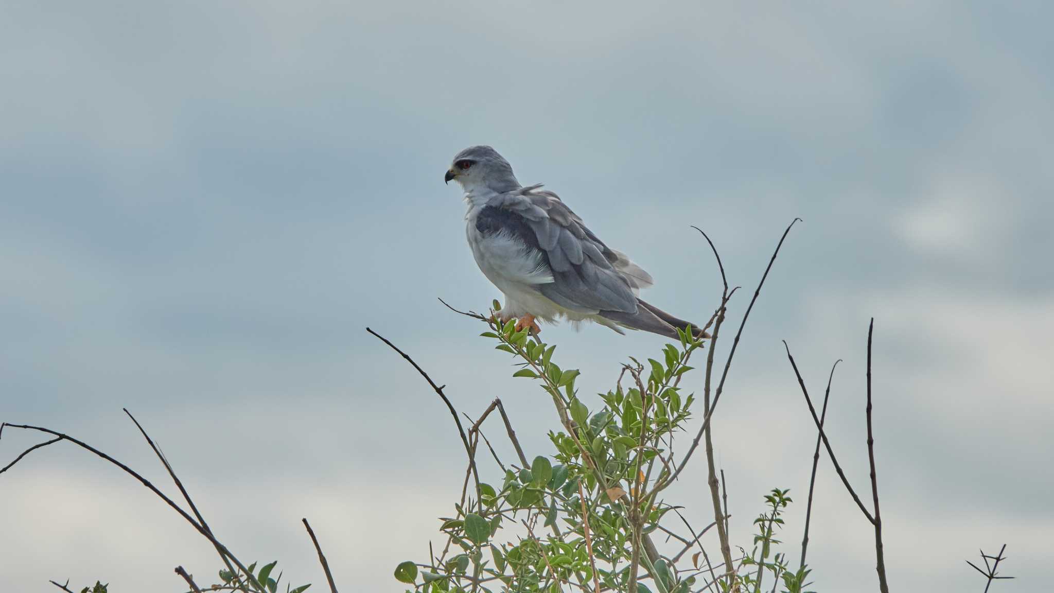 little sparrowhawk? by 高橋秀典