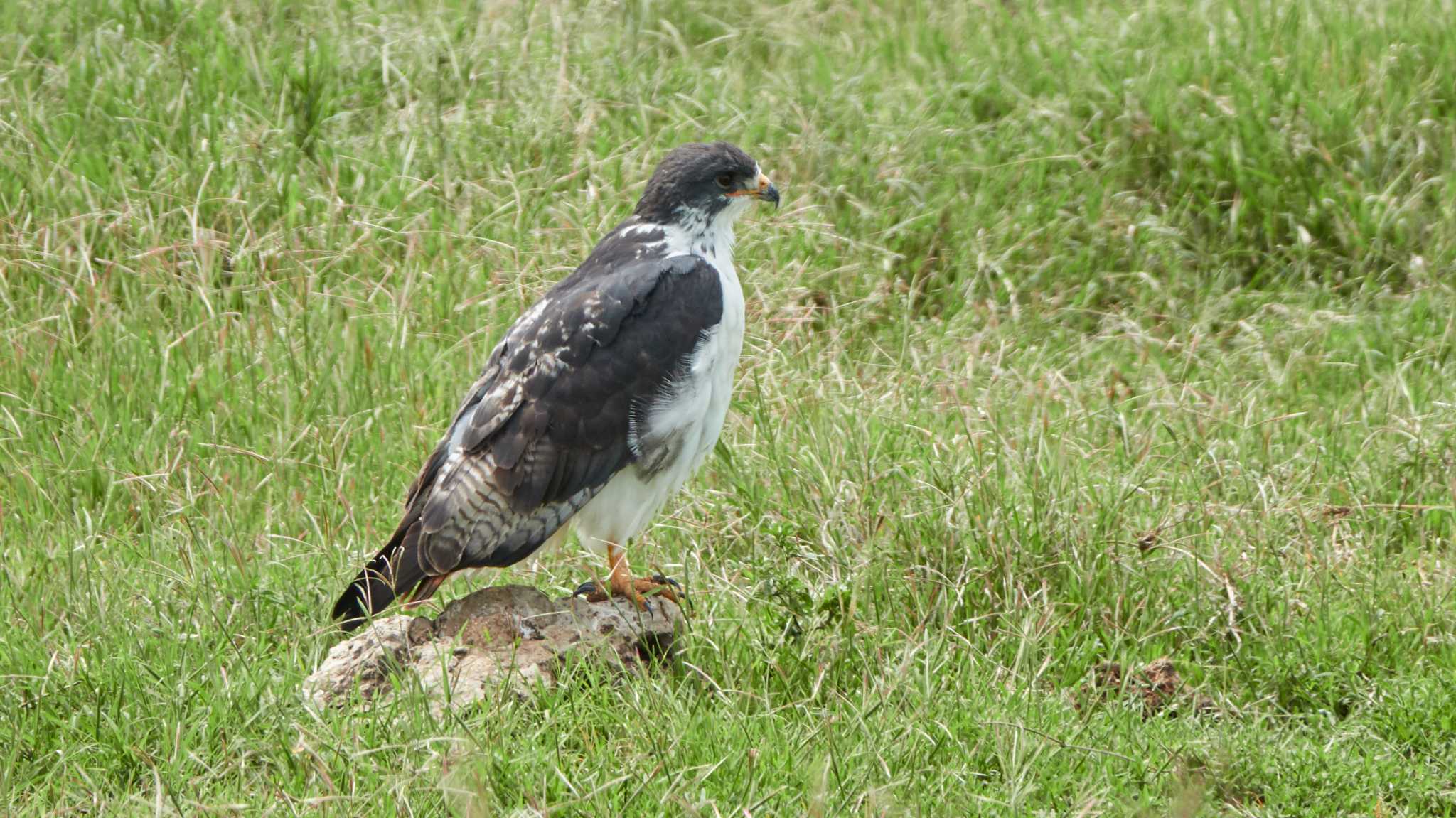 Augur buzzard by 高橋秀典