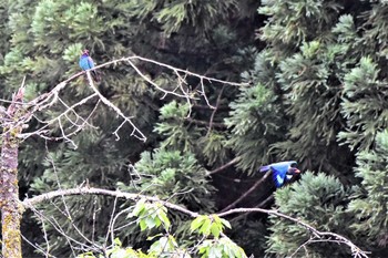 ブッポウソウ 松之山 2019年6月23日(日)