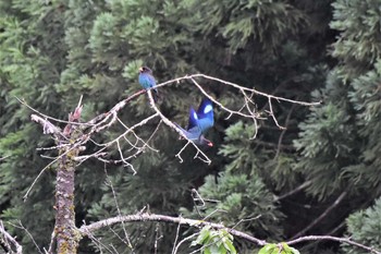 Oriental Dollarbird 松之山 Sun, 6/23/2019