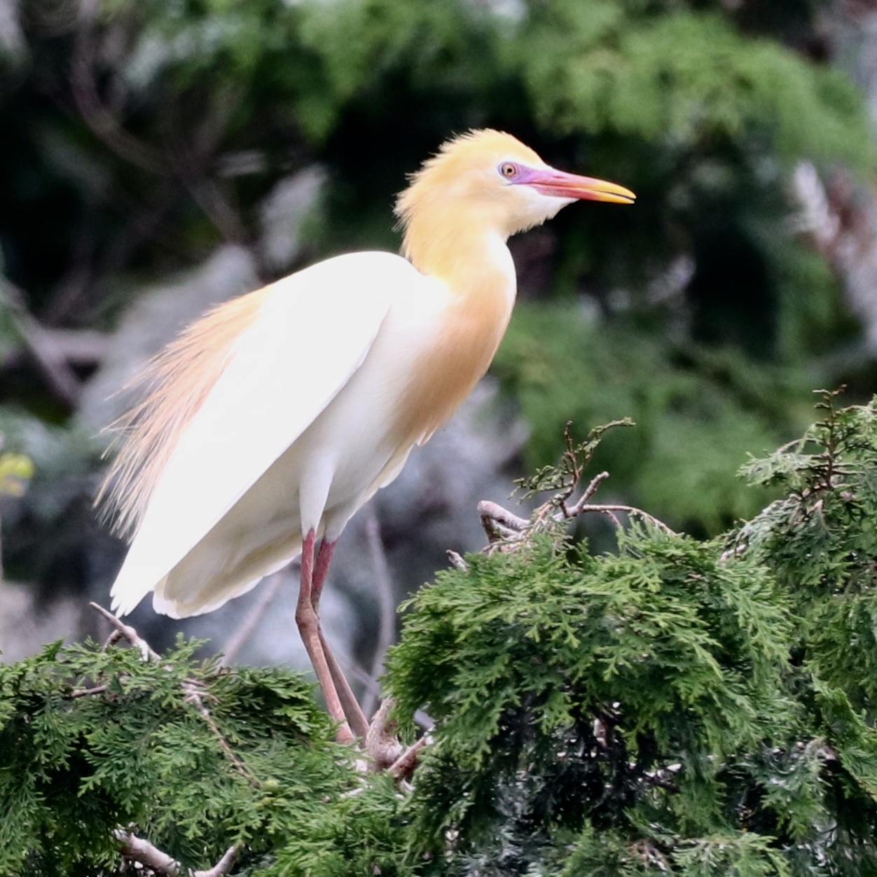 垂仁天皇陵 アマサギの写真 by 鳥オヤジ