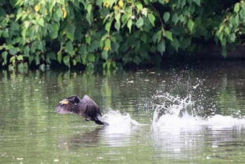 カワウ 垂仁天皇陵 2019年6月23日(日)