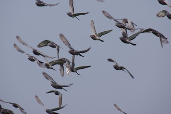 カワラバト 紀ノ川 2019年6月21日(金)