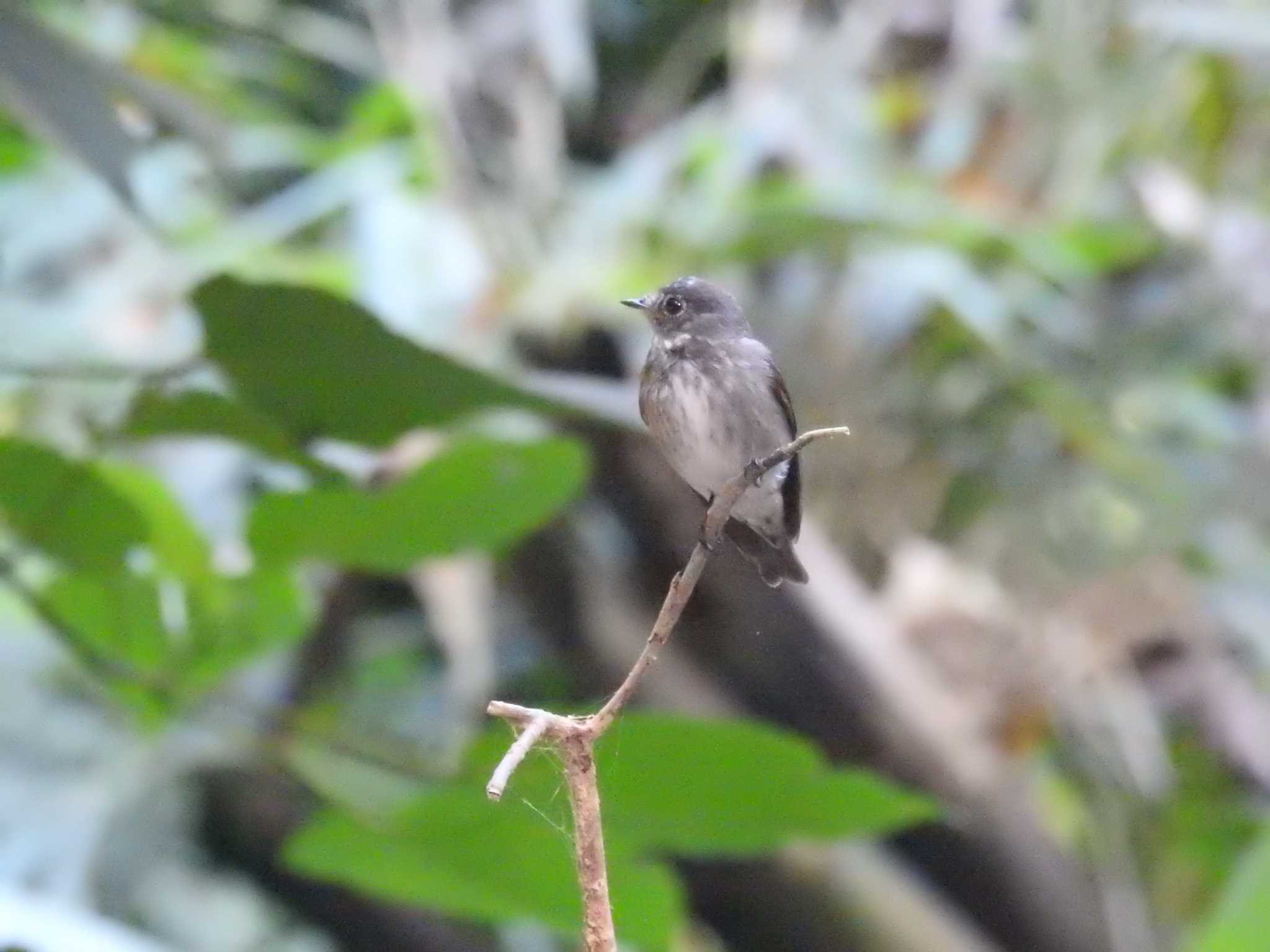 Dark-sided Flycatcher