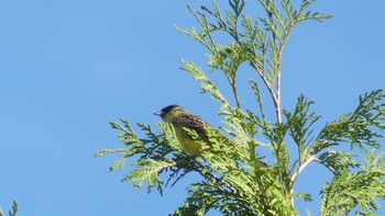 2019年6月23日(日) 北大研究林(北海道大学苫小牧研究林)の野鳥観察記録