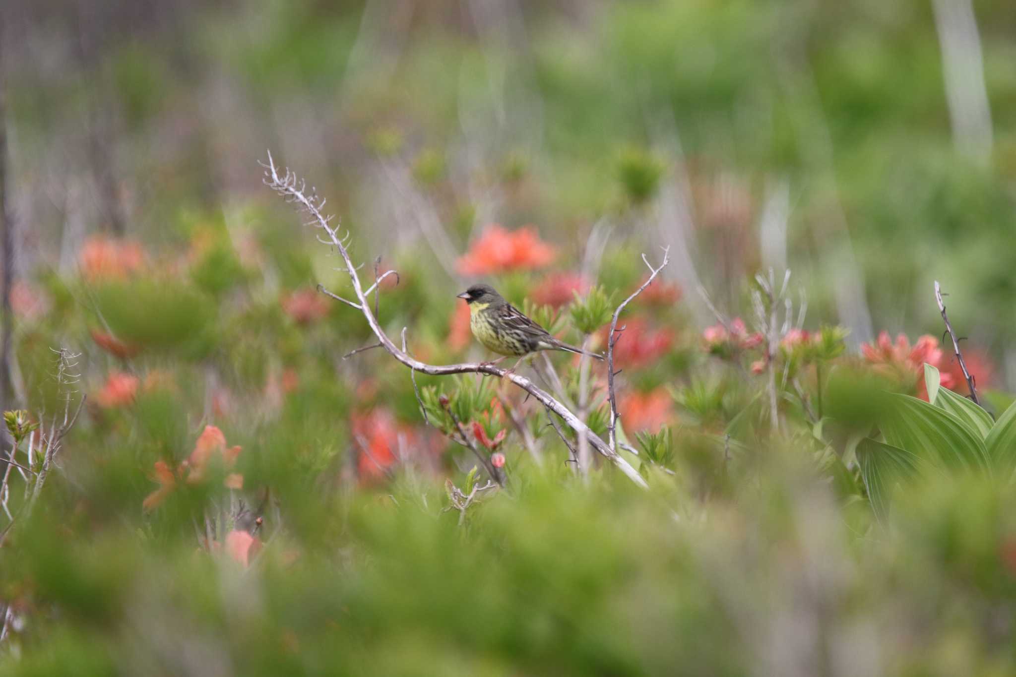 長野県 アオジの写真 by 西表山猫