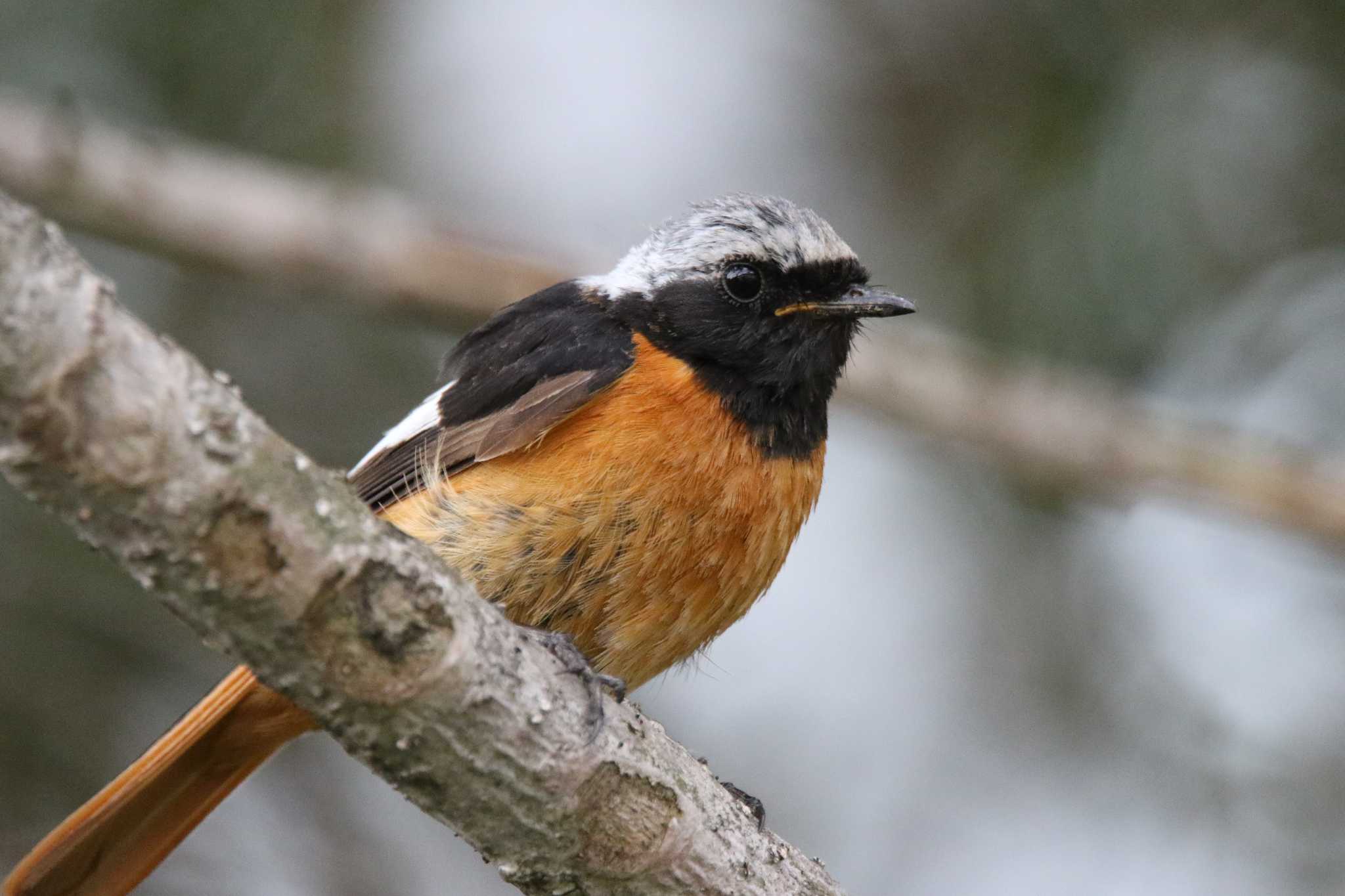 Photo of Daurian Redstart at 長野県 by 西表山猫