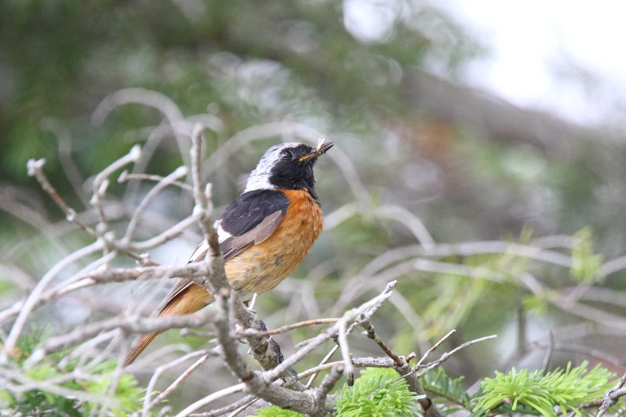 長野県 ジョウビタキの写真 by 西表山猫