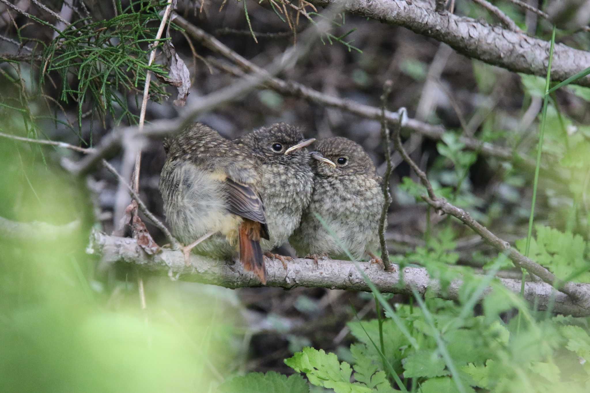 長野県 ジョウビタキの写真 by 西表山猫