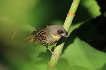 2019年6月24日(月) 北海道　函館市　松倉川の野鳥観察記録