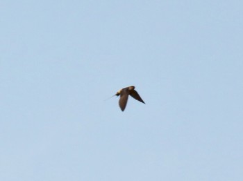 Red-rumped Swallow 泉南市 新家川 Wed, 6/19/2019