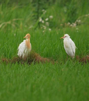 Eastern Cattle Egret 手賀沼近くの田圃 Fri, 6/21/2019