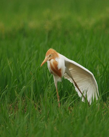 Eastern Cattle Egret 手賀沼近くの田圃 Fri, 6/21/2019