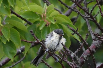 Japanese Tit Hakodate Park Sat, 6/22/2019