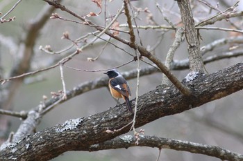 Daurian Redstart Arima Fuji Park Sat, 4/6/2019