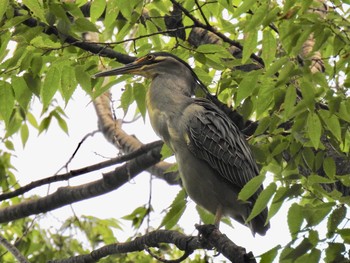 ササゴイ 都立浮間公園 2019年6月25日(火)