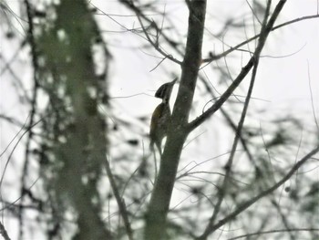 Common Flameback Unknown Spots Tue, 2/26/2019