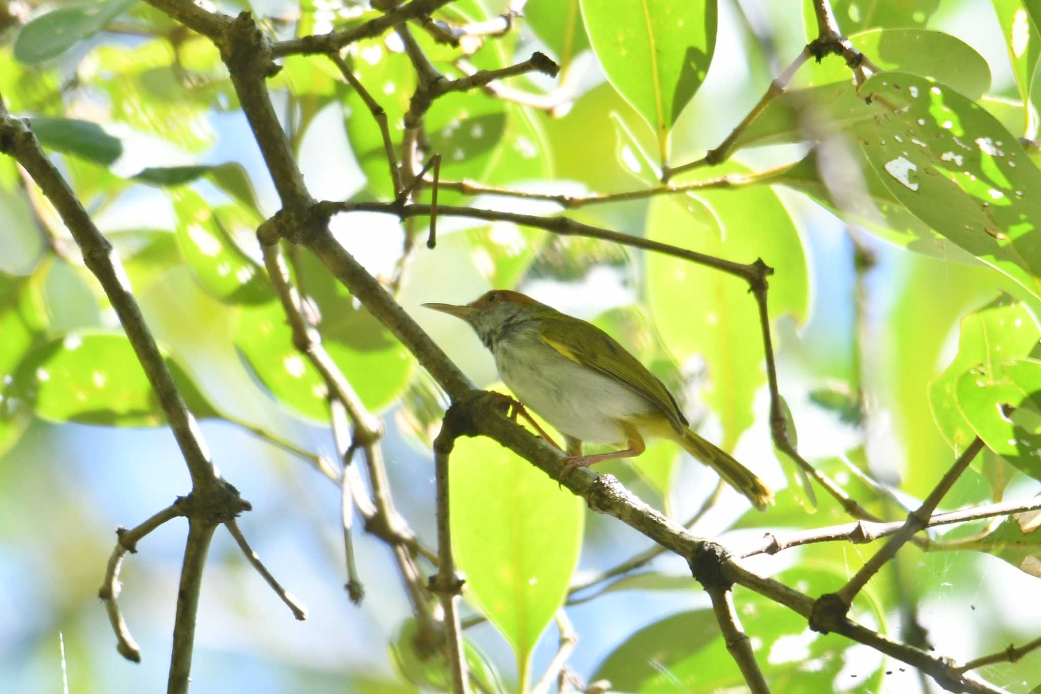 パンガーマングローブ林研究センター ノドグロサイホウチョウの写真 by あひる