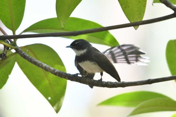 Malaysian Pied Fantail パンガーマングローブ林研究センター Thu, 2/28/2019