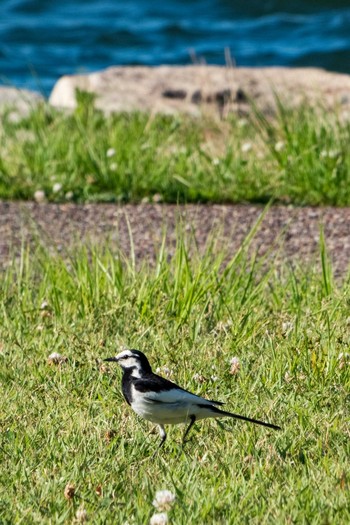 2019年6月25日(火) 大津湖岸なぎさ公園の野鳥観察記録