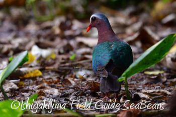 Common Emerald Dove