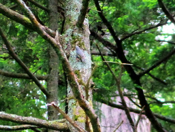 ゴジュウカラ 上高地 2019年6月25日(火)