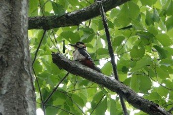 2019年6月23日(日) 大沼公園(北海道七飯町)の野鳥観察記録