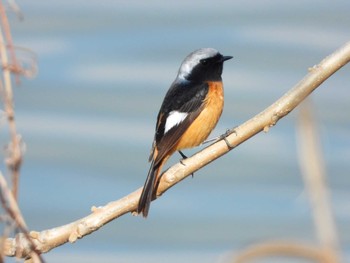 Daurian Redstart 多摩川(浅川合流付近) Unknown Date