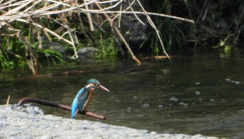 Common Kingfisher 多摩川(浅川合流付近) Unknown Date