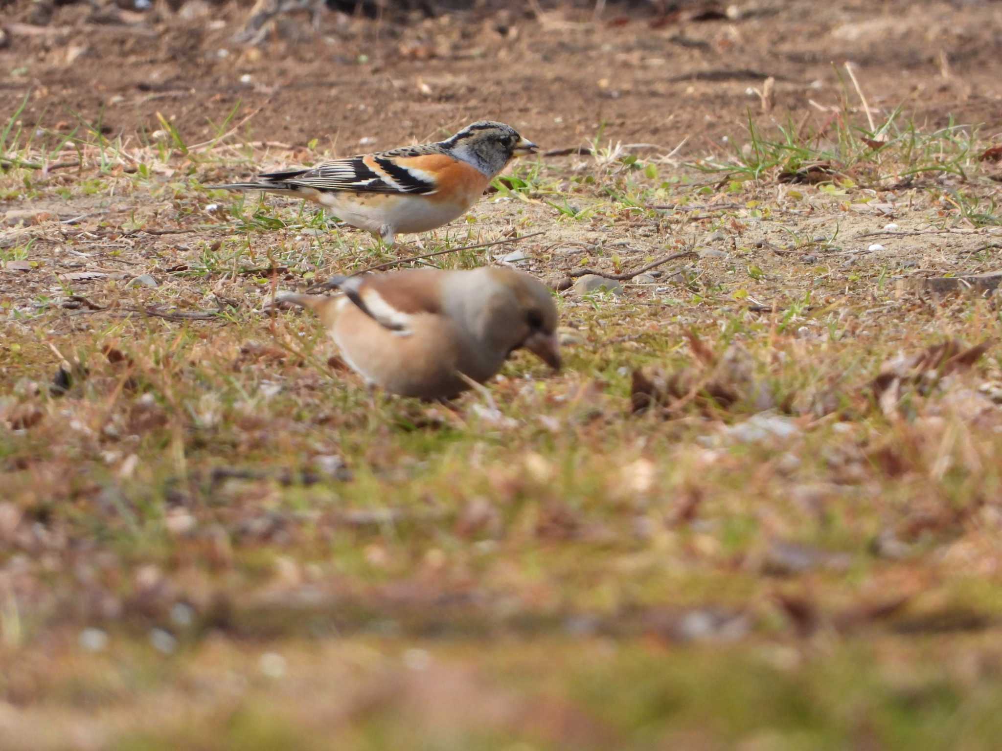 Photo of Brambling at 府中 by サジタリウスの眼