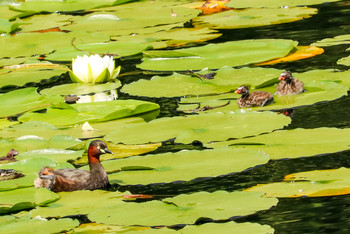 2019年6月26日(水) 三ツ池公園(横浜市鶴見区)の野鳥観察記録