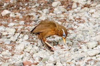 ガビチョウ 三ツ池公園(横浜市鶴見区) 2019年6月26日(水)