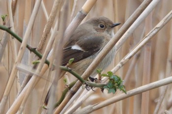 Daurian Redstart Tokyo Port Wild Bird Park Unknown Date