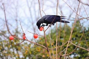 Large-billed Crow Imperial Palace Unknown Date