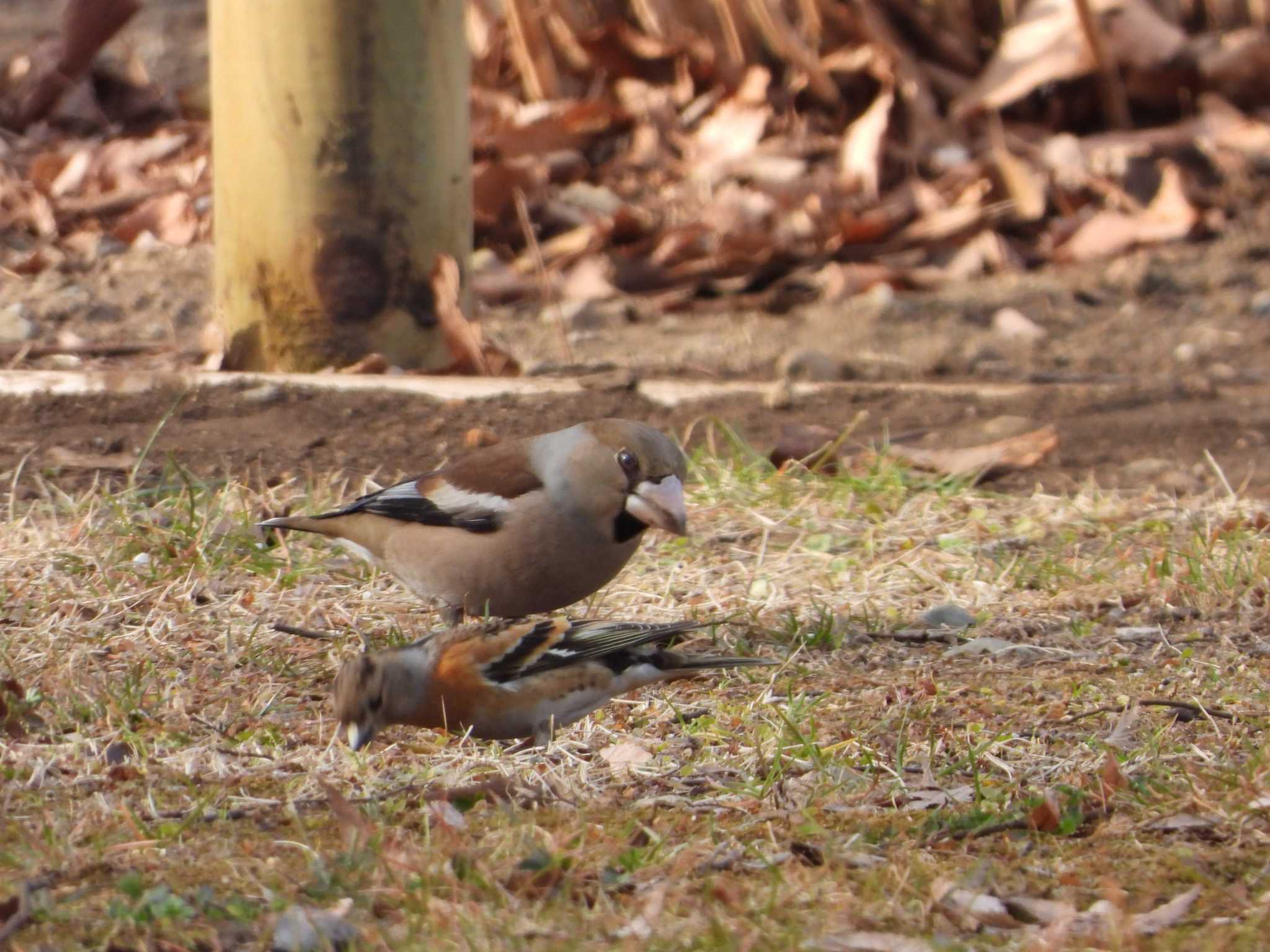 Photo of Hawfinch at 府中 by サジタリウスの眼