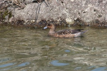 Eurasian Wigeon Arima Fuji Park Sat, 4/6/2019