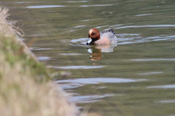 Eurasian Wigeon Arima Fuji Park Sat, 4/6/2019