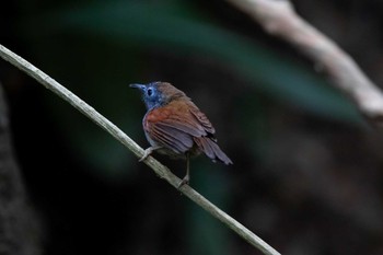 Chestnut-winged Babbler Khao Sok NP Thu, 2/21/2019