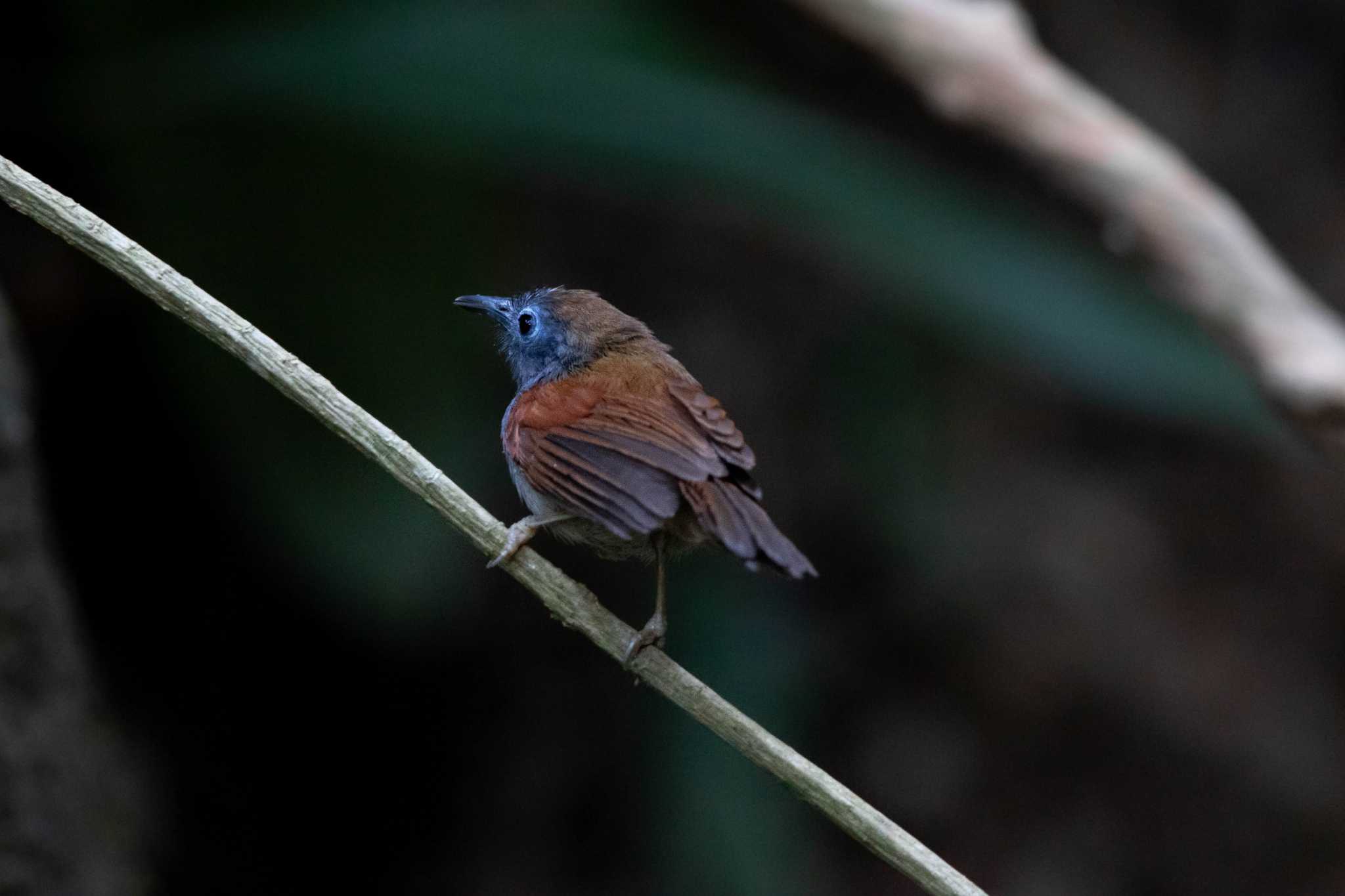 Photo of Chestnut-winged Babbler at Khao Sok NP by Trio