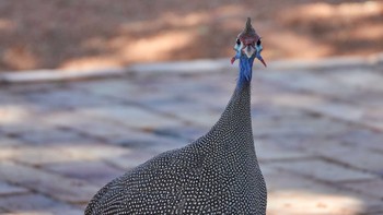 ホロホロチョウ Sossusvlei lodge,Namibia 2018年5月3日(木)