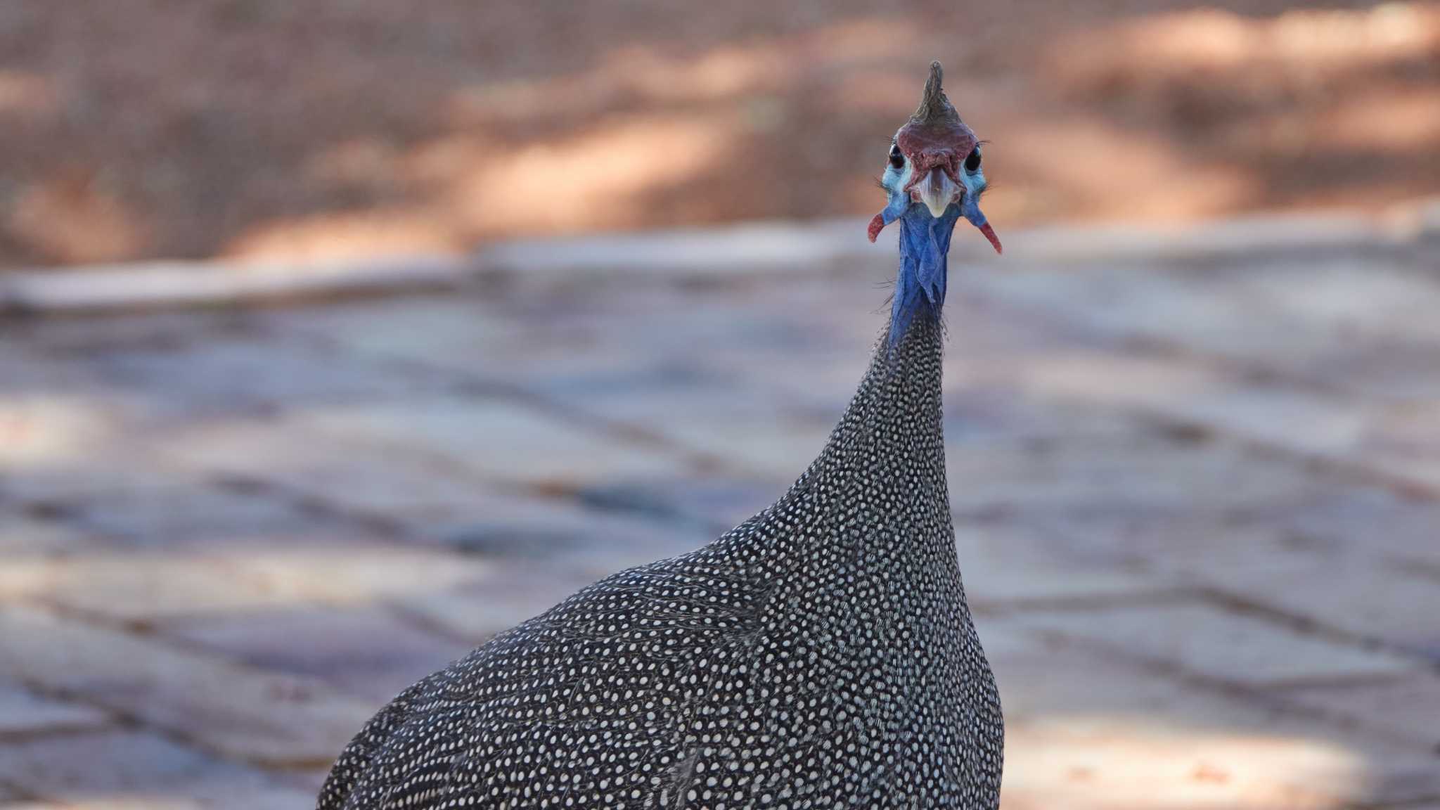 helmeted guineafowl by 高橋秀典