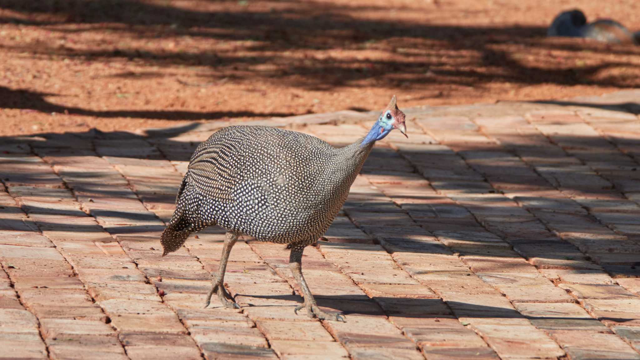 helmeted guineafowl by 高橋秀典