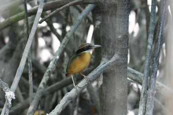 2019年2月28日(木) パンガーマングローブ林研究センターの野鳥観察記録