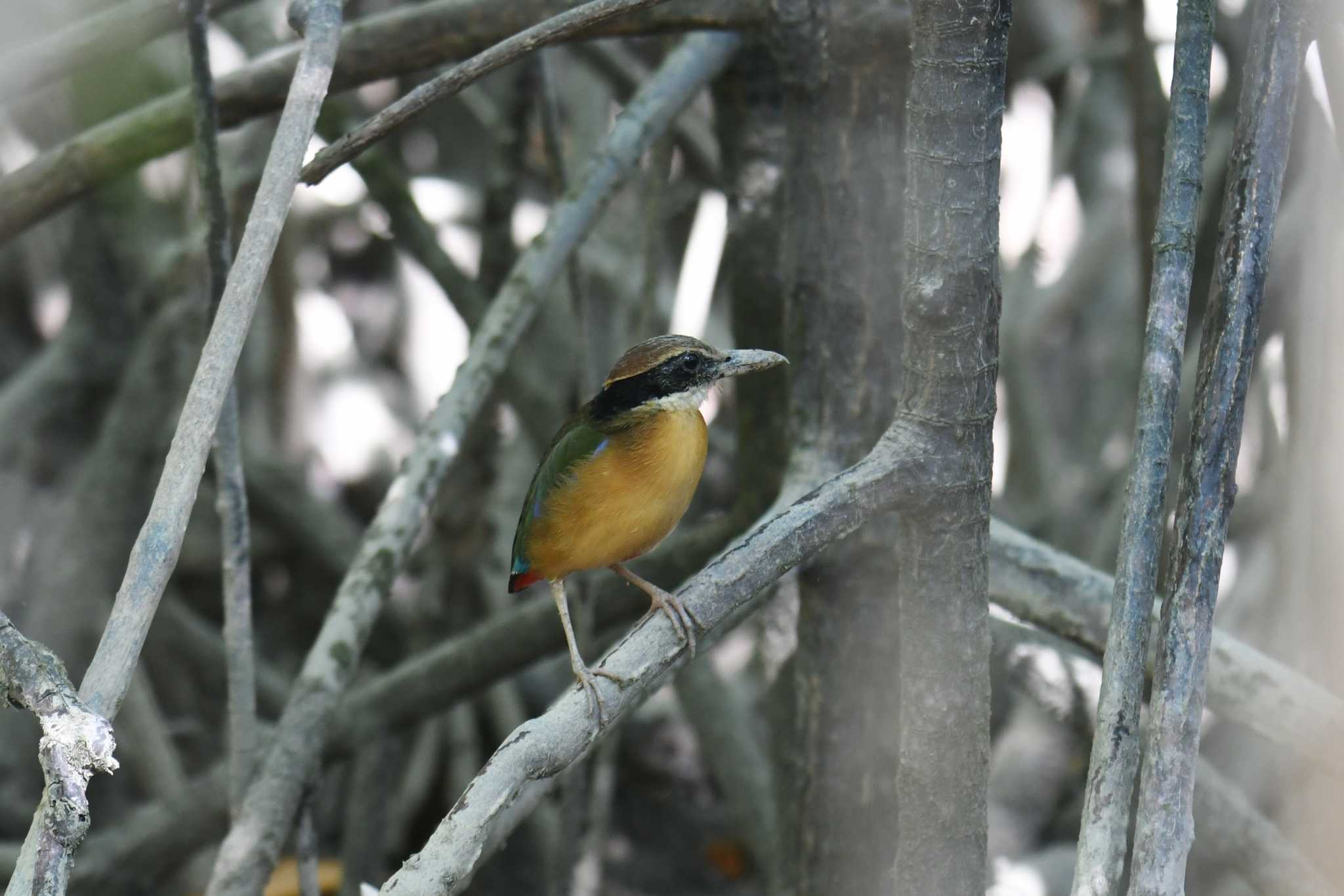 Photo of Mangrove Pitta at パンガーマングローブ林研究センター by あひる