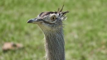 Kori Bustard