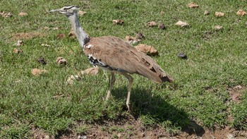 Kori Bustard Ngorongoro conservation area Tue, 4/30/2019