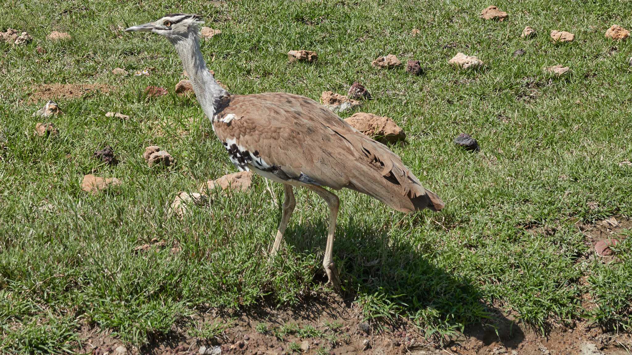 kori bustard by 高橋秀典