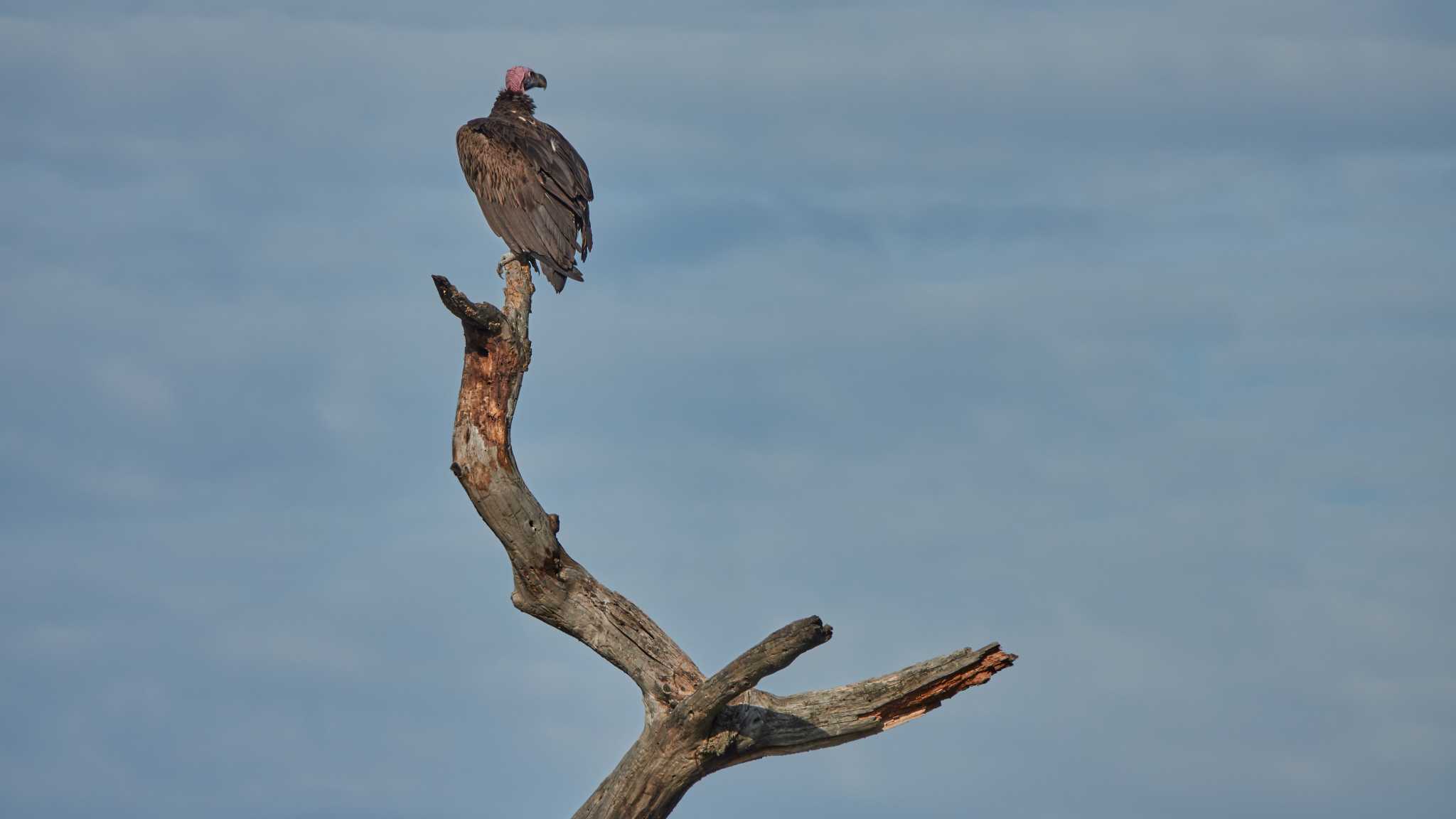 nubian vulture by 高橋秀典